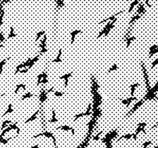 <i>Die Vögel</i>