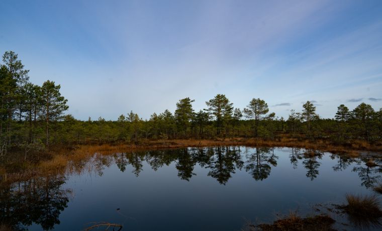 Bog lake at Lahemaa National Park © Bachtrack Ltd | David Karlin