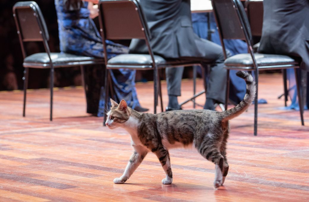 Festival Strings Lucerne... plus feline assistant &copy; M&uuml;henna Kahveci