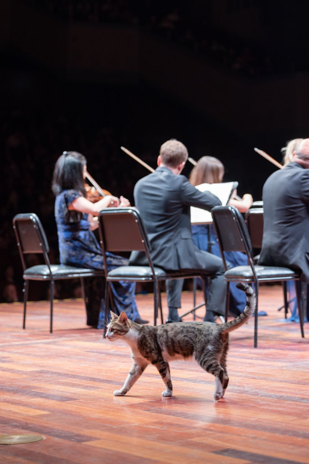 Festival Strings Lucerne... plus feline assistant &copy; Mühenna Kahveci