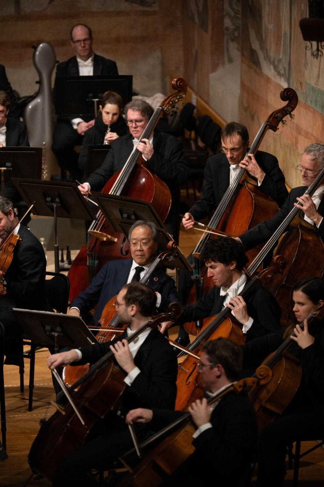 Unexpected member of cello section © Raphaël Faux