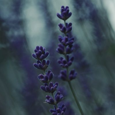 &copy; Kellie Rabbie