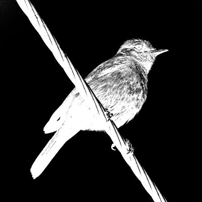 Bird On The Wire Events