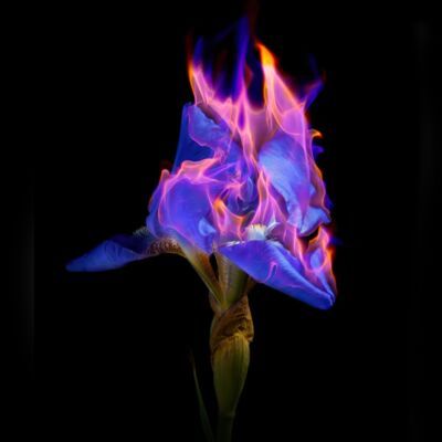 © Mat Collishaw
