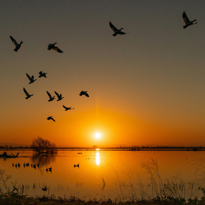 &copy; Siva Seshappan