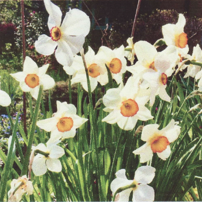 The Passage from Winter to Spring and Epiphany to Easter