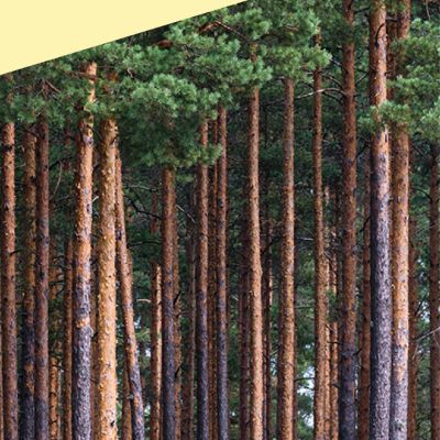 BBC Philharmonic - Sibelius Symphony No. 5