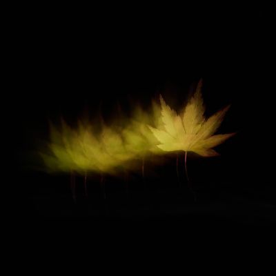 A Turning Leaf