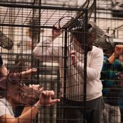 Animal Farm in rehearsal &copy; Milagro Elstak